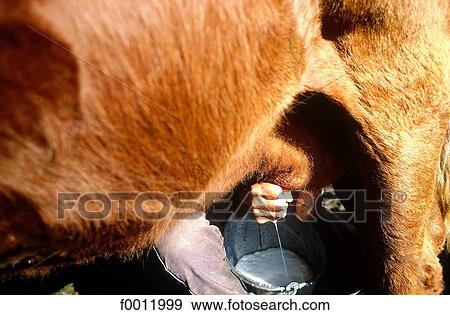 Stock Photo - Auvergne, milking. Fotosearch