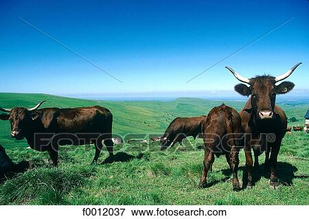 Stock Photo - Auvergne, Salers cows. Fotosearch