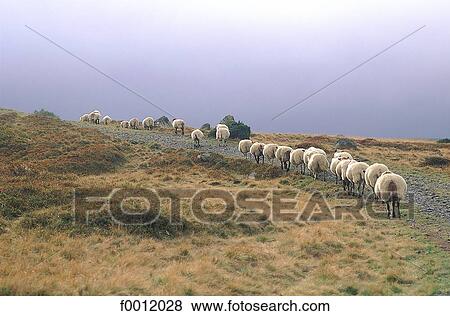 Stock Photo - Auvergne, sheeps in the Sancy massif. Fotosearch