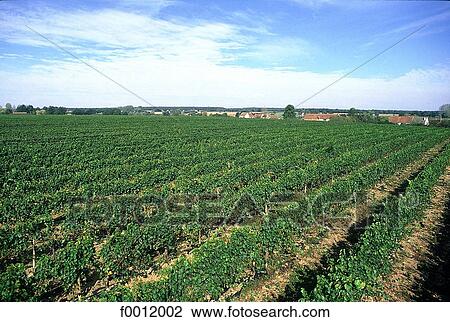 Auvergne, St Pourçain-sur-Sioule vineyard View Large Photo Image Stock Image - Auvergne, St Pourçain-sur-Sioule vineyard. Fotosearch