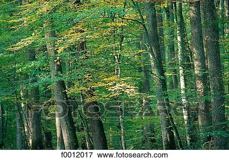 Auvergne, Tronçais forest View Large Photo Image Stock Photo - Auvergne, Tronçais forest. Fotosearch