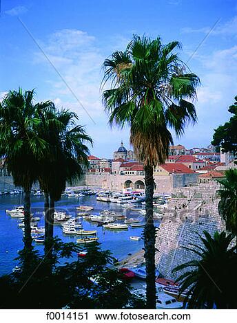 Dubrovnik and harbour framed by palmes View Large Photo Image Stock Image - Dubrovnik and harbour framed by palmes. Fotosearch