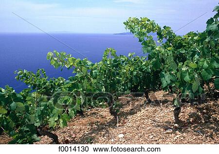 Hvar Island, vineyard View Large Photo Image Stock Image - Hvar Island, vineyard. Fotosearch