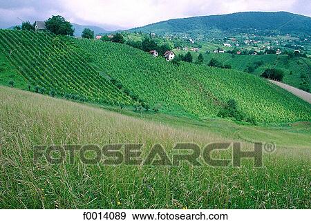 Pljevisica wine region View Large Photo Image Stock Photo - Pljevisica wine region. Fotosearch