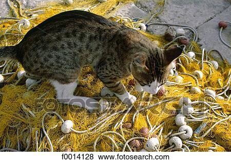 Split, cat seeking for fish on fishing nets View Large Photo Image Stock Photo - Split, cat seeking for fish on fishing nets. Fotosearch
