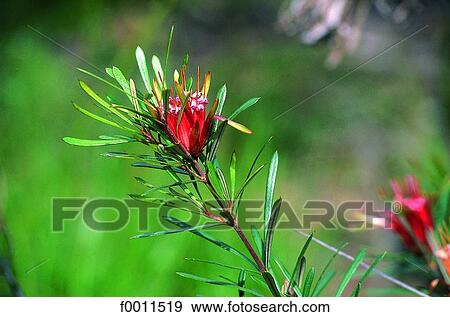 Australia, Blue mountains, devil's grass View Large Photo Image Stock Photo - Australia, Blue mountains, devil's grass. Fotosearch