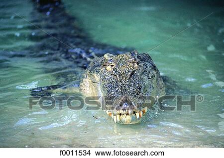 Australia, Kakadu national park, saltwater crocodile View Large Photo Image Picture - Australia, Kakadu national park, saltwater crocodile. Fotosearch