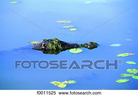 Australia, Kakadu national park, saltwater crocodile View Large Photo Image Stock Photography - Australia, Kakadu national park, saltwater crocodile. Fotosearch