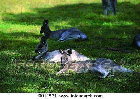Stock Image - Australia, kangaroos in the Blue mountains. Fotosearch
