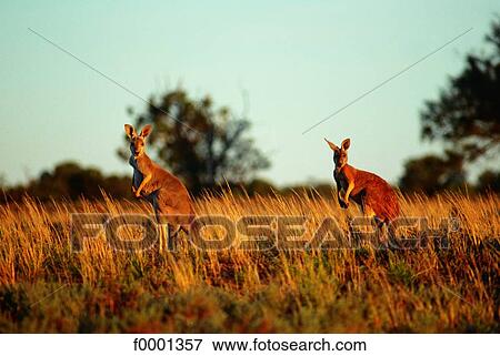 Stock Photo - Australia, kangaroos. Fotosearch
