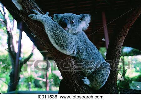Stock Photograph - Australia, koala at the Sydney zoo. Fotosearch