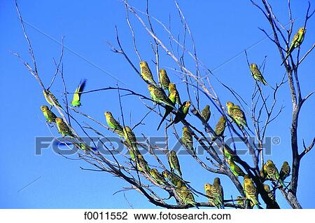 Australia, Northern territories, birds near Alice Springs View Large Photo Image Stock Image - Australia, Northern territories, birds near Alice Springs. Fotosearch
