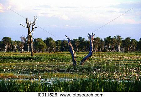 Australia, Northern territories, Kakadu national park View Large Photo Image Stock Photograph - Australia, Northern territories, Kakadu national park. Fotosearch