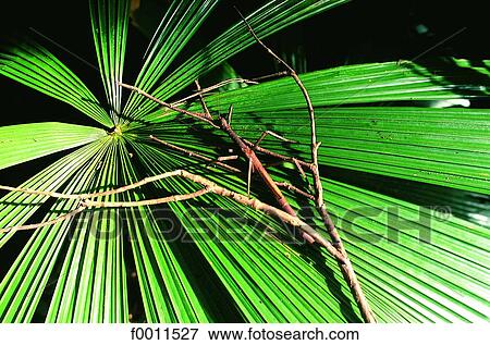 Stock Photo - Australia, Queensland, phasm in the Rainforest. Fotosearch