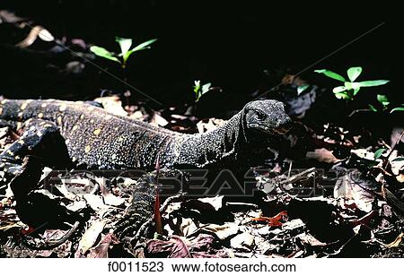 Australia, Queensland, varan View Large Photo Image Stock Image - Australia, Queensland, varan . Fotosearch