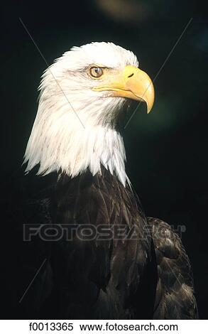 Stock Photography - Zoological garden, bald eagle. Fotosearch