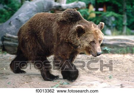 Zoological garden, brown bear walking View Large Photo Image Stock Image - Zoological garden, brown bear walking. Fotosearch