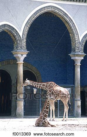 Stock Photo - Zoological garden, giraffes pavilion. Fotosearch