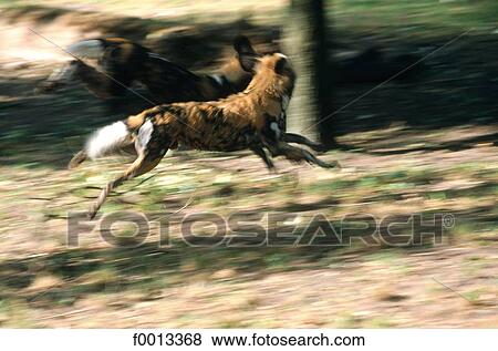 Zoological garden, lycaon (wild dog) View Large Photo Image Stock Photo - Zoological garden, lycaon (wild dog). Fotosearch