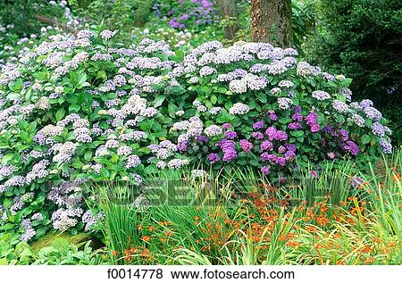 England, Cornwall, chrysanthemum bush View Large Photo Image Stock Photo - England, Cornwall, chrysanthemum bush. Fotosearch