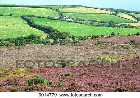 England, Somerset, Exmoor national park View Large Photo Image Stock Photo - England, Somerset, Exmoor national park. Fotosearch
