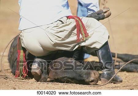 Stock Image - Argentina, la Pampa, gaucho, veal capture. Fotosearch