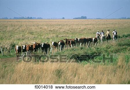 Argentina, la Pampa, gauchos gathering the cows View Large Photo Image Stock Photo - Argentina, la Pampa, gauchos gathering the cows. Fotosearch