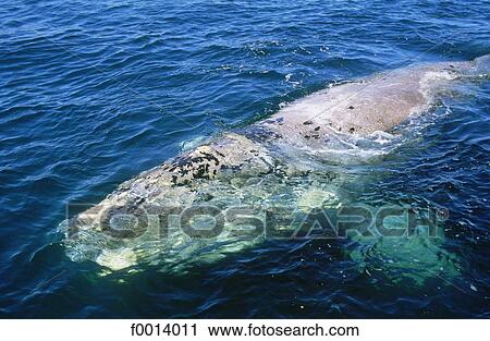 Stock Image - Argentina, Patagonia, Southern right whale. Fotosearch