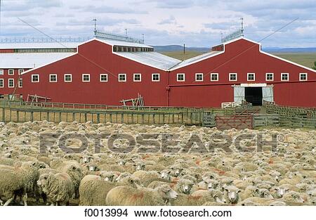 Argentina, Tierra del Fuego, farm View Large Photo Image Picture - Argentina, Tierra del Fuego, farm. Fotosearch