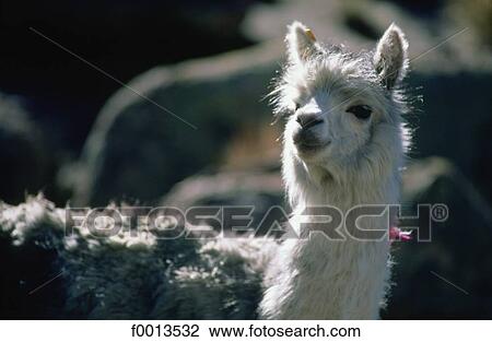 Stock Image - Chile, Altiplano, llama. Fotosearch