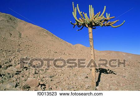 Chile, Altiplano View Large Photo Image Stock Image - Chile, Altiplano. Fotosearch