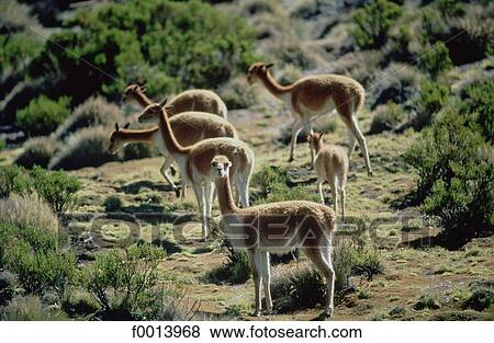 Stock Photo - Chile, Altiplano, vicunas. Fotosearch