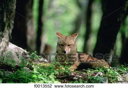 Stock Image - Chile, fox. Fotosearch
