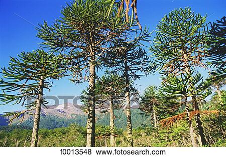 Stock Photo - Chile, Lakes district. Fotosearch