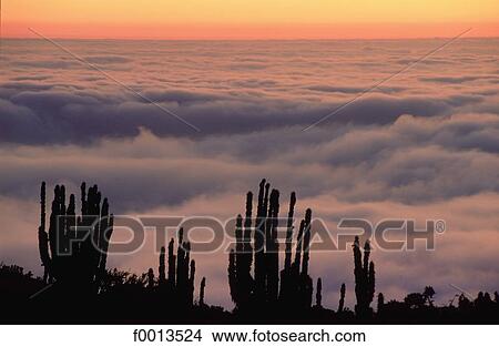 Chile, Pan de Azucar national park, "camanchaca", coastal mist View Large Photo Image Picture - Chile, Pan de Azucar national park, "camanchaca", coastal mist. Fotosearch