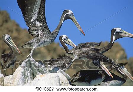 Stock Photo - Chile, Pan de Azucar national park, pelican flight. Fotosearch