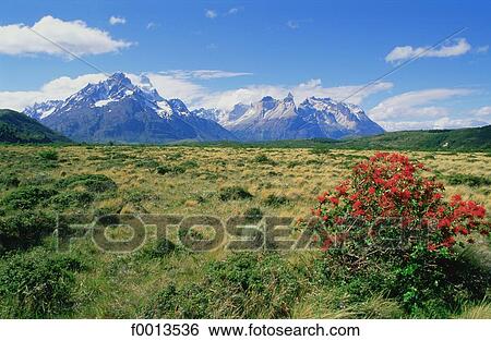 Chile, Torres del Paine national park View Large Photo Image Stock Photograph - Chile, Torres del Paine national park. Fotosearch