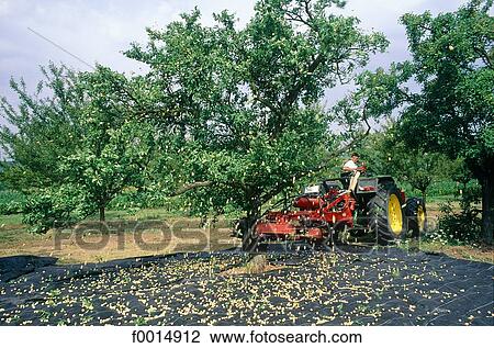 Stock Image - France, Lorraine, Attonville area, mirabelle-plum harvest. Fotosearch