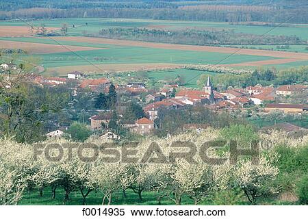 Stock Photography - France, Lorraine, flowering mirabelle-plum trees. Fotosearch