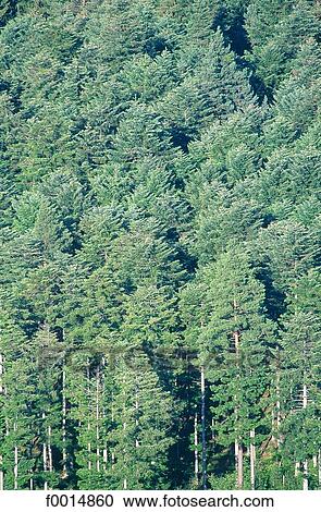 Stock Image - France, Lorraine, forest. Fotosearch