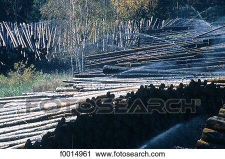 France, Lorraine, fresh cut wood View Large Photo Image Stock Image - France, Lorraine, fresh cut wood. Fotosearch