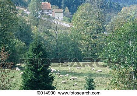 France, Lorraine, massif du Ventron in the Vosges mountains View Large Photo Image Stock Image - France, Lorraine, massif du Ventron in the Vosges mountains. Fotosearch