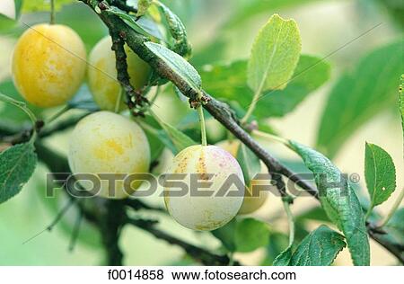 Stock Photo - France, Lorraine, typical mirabelle plum. Fotosearch