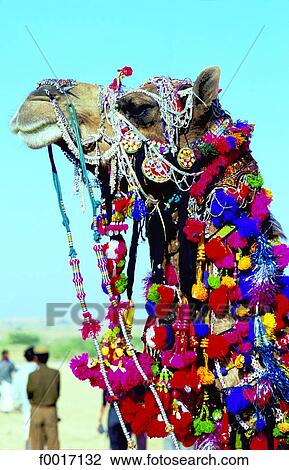 India, Rajasthan, Jaisalmer, colorful camel harness View Large Photo Image Stock Image - India, Rajasthan, Jaisalmer, colorful camel harness. Fotosearch