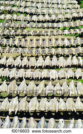 Portugal, Madeira, Camara de Lobos, drying fish View Large Photo Image Stock Image - Portugal, Madeira, Camara de Lobos, drying fish. Fotosearch