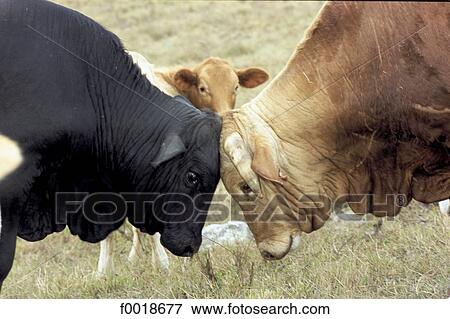 Stock Photo - China, Taiwan, cattle. Fotosearch