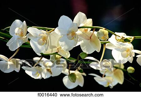 China, Taiwan, plum flower View Large Photo Image Stock Image - China, Taiwan, plum flower. Fotosearch
