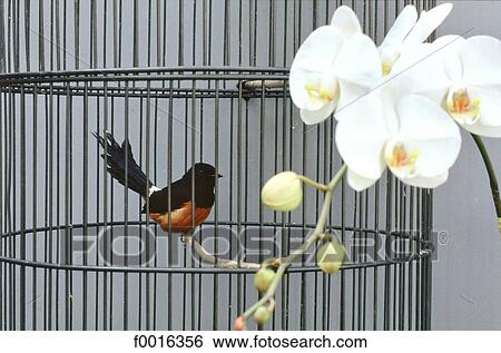 China, Taiwan, Sun Moon lake, bird in a cage View Large Photo Image Stock Photograph - China, Taiwan, Sun Moon lake, bird in a cage. Fotosearch