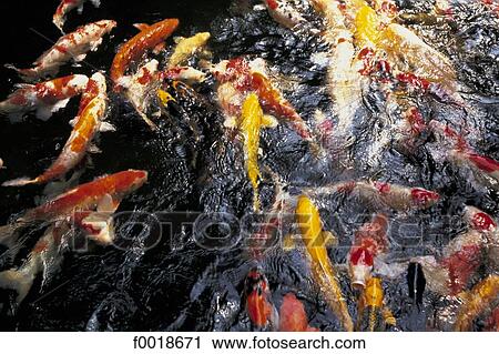 China, Taiwan, Taichung, goldfishes in a Tea house View Large Photo Image Stock Image - China, Taiwan, Taichung, goldfishes in a Tea house. Fotosearch