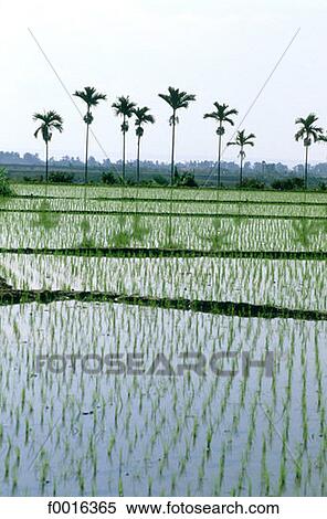 China, Taiwan, Taitung, rice paddles View Large Photo Image Stock Photography - China, Taiwan, Taitung, rice paddles. Fotosearch